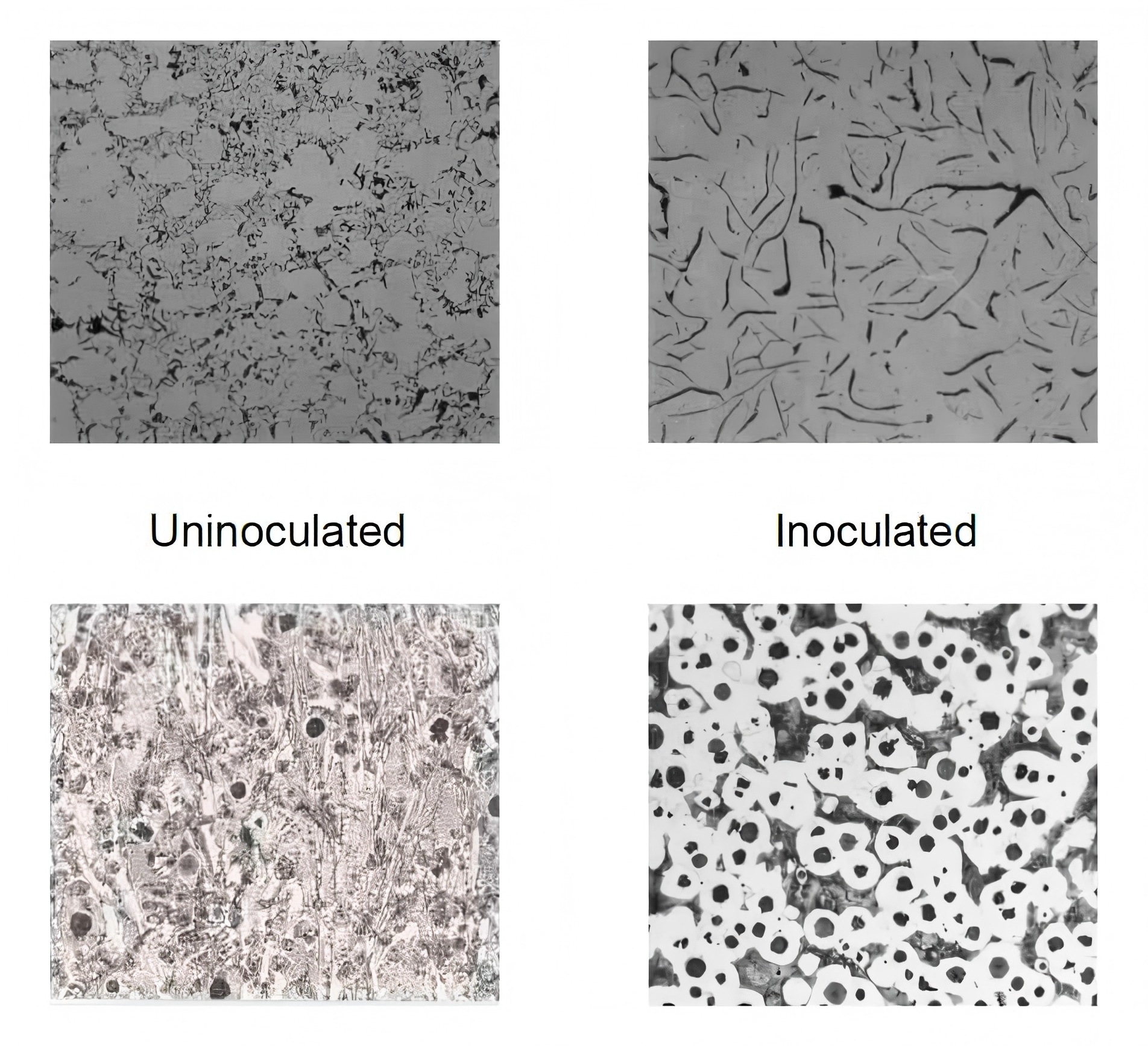 Silicon Barium Inoculant